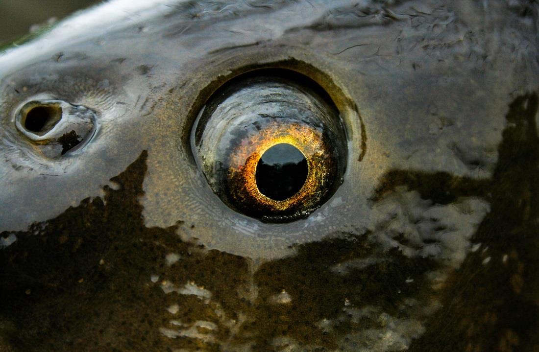 In ce conditii se va putea face deplasarea in afara localitatii dupa 15 mai? Pescarii au motive de bucurie!